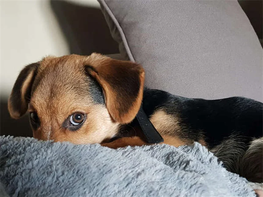 犬の腎臓感染症、見逃しやすい症状と早期発見のコツ