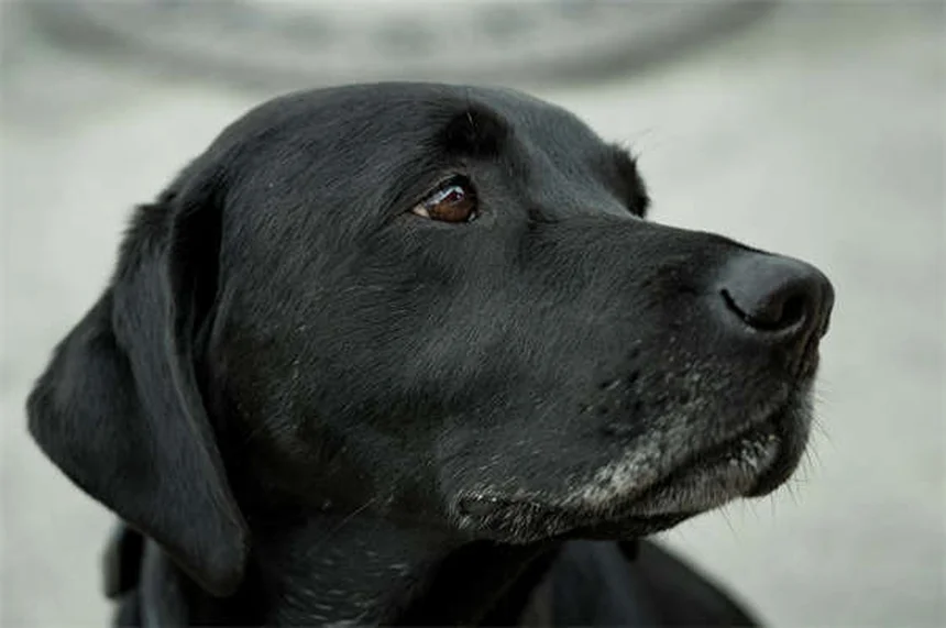 怖がり犬が変わる！恐怖の原因と自信をつける3つのステップ