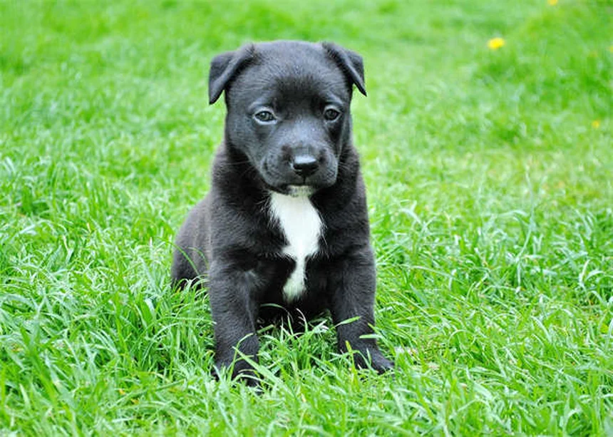 愛犬が子供を嫌う理由と正しい対策を徹底解説
