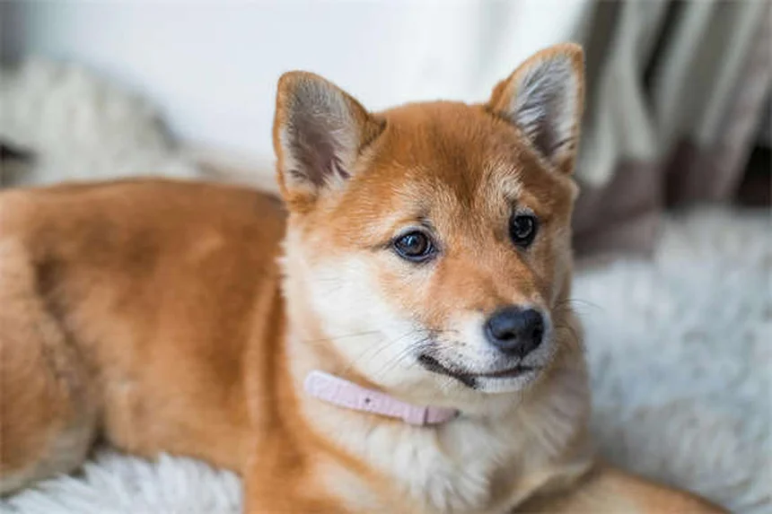 犬が傷口を舐めるのはなぜ？リスクと正しい対処法を徹底解説