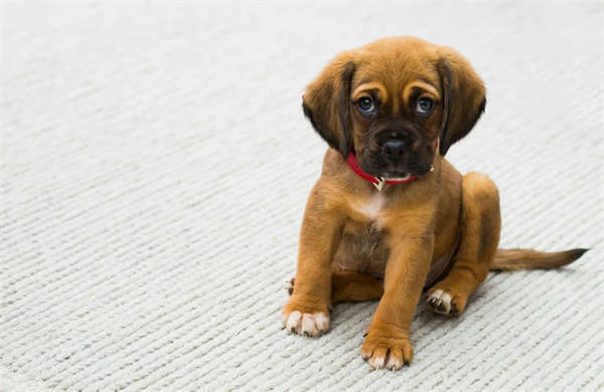 犬が傷口を舐めるのはなぜ？リスクと正しい対処法を徹底解説