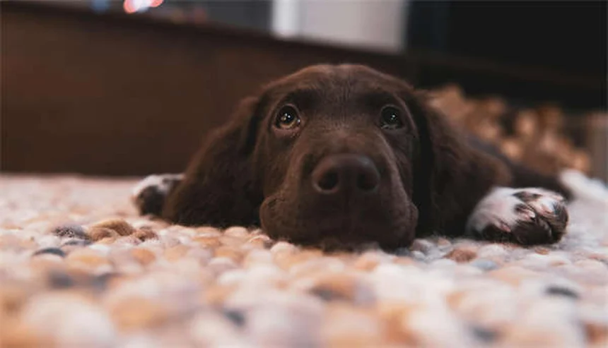 犬用ノミ取り櫛は本当に必要？獣医師も使う正しい使い方と選び方のコツ