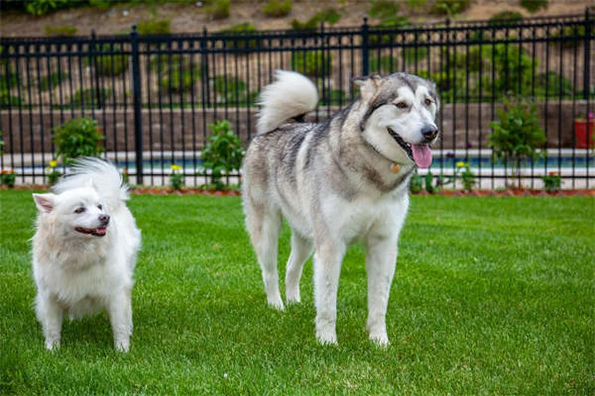 犬用ノミ取り櫛は本当に必要？獣医師も使う正しい使い方と選び方のコツ