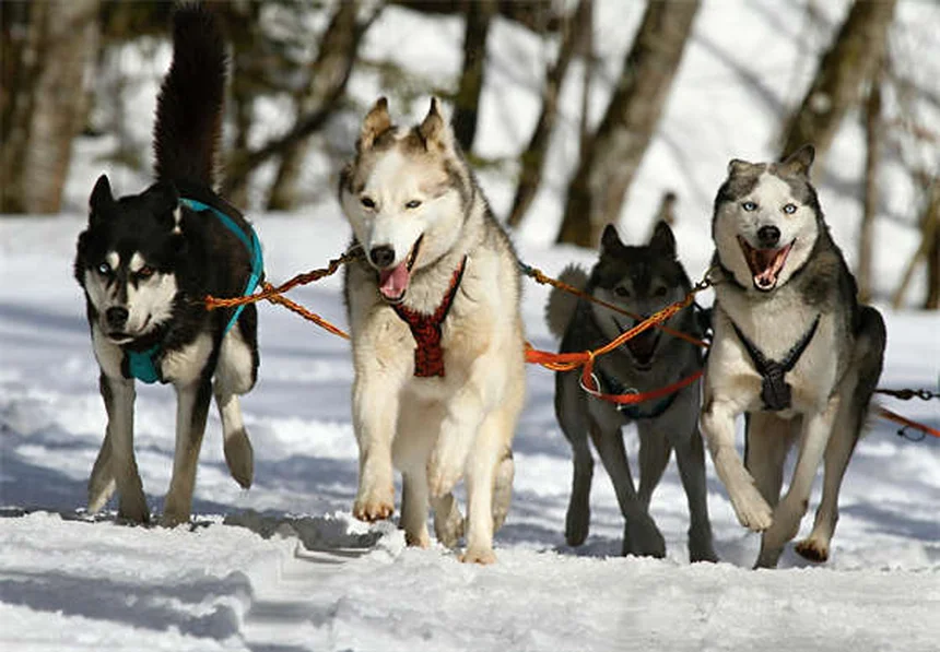 狩猟犬の選び方と訓練成功のコツ