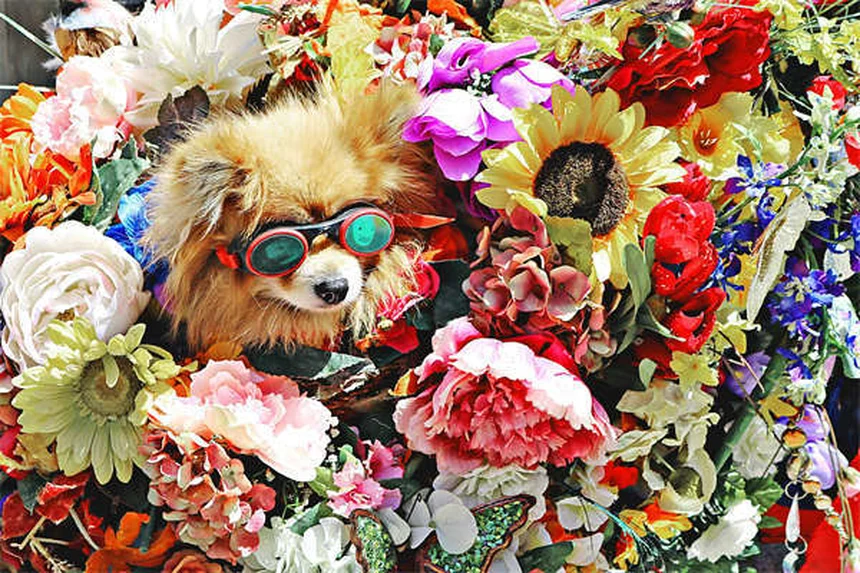 愛犬がリードを嫌がる5つの原因と今すぐできる解決法
