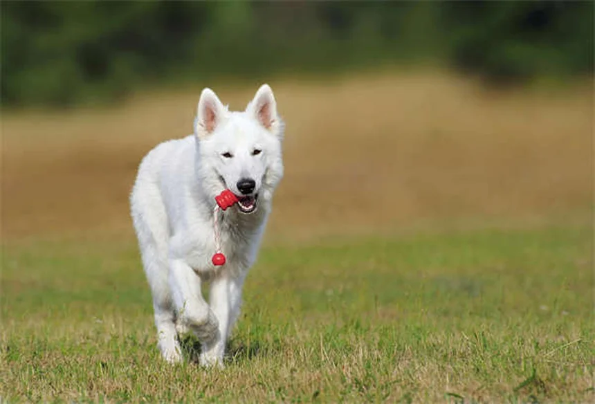 馬のメラノーマとは？症状・治療法を獣医が解説