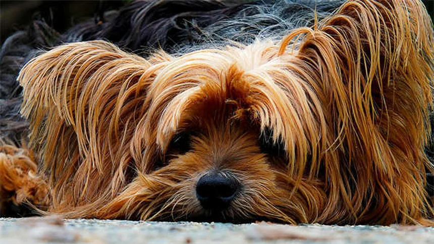 犬のフルコナゾール：効果・副作用・正しい使い方【獣医師監修】