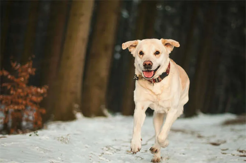 犬の副鼻腔炎とは？症状と自宅ケアの完全ガイド