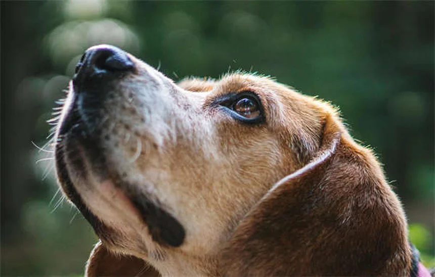 犬の副鼻腔炎とは？症状と自宅ケアの完全ガイド