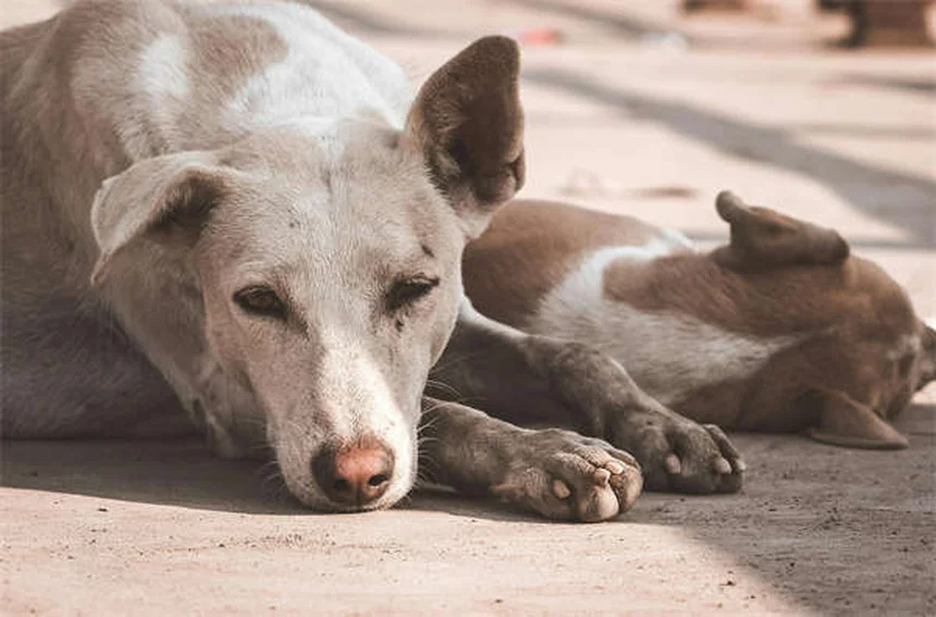 犬のジゴキシン治療：効果・副作用・注意点を徹底解説