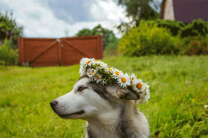 犬のむくみとは？原因と対処法を獣医師が解説