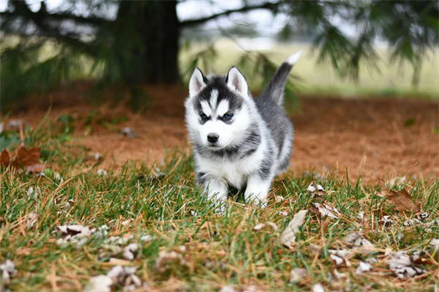 犬のむくみとは？原因と対処法を獣医師が解説