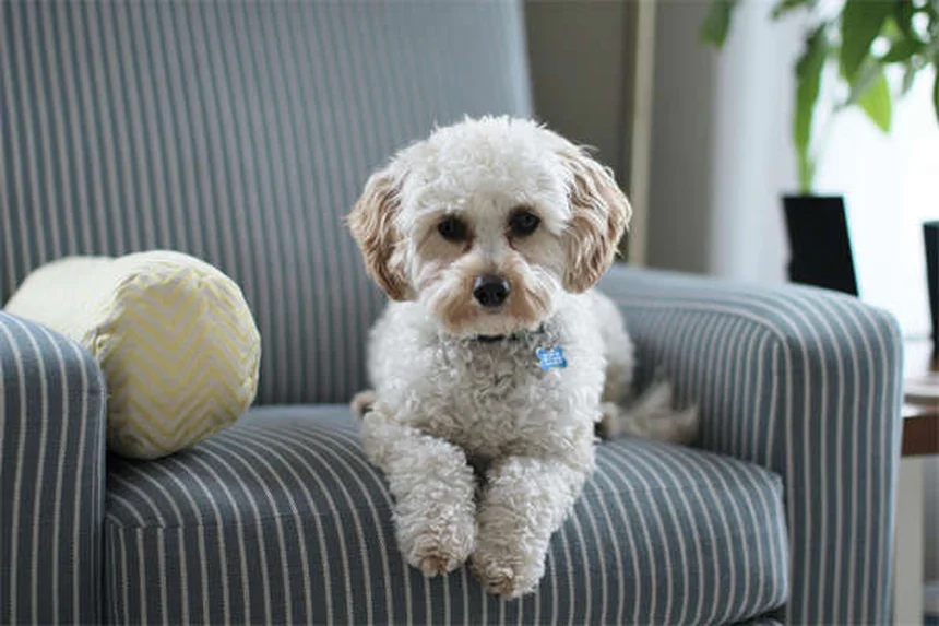 Premackの原理で愛犬のしつけが劇的に変わる！プロが教える3つの実践テク