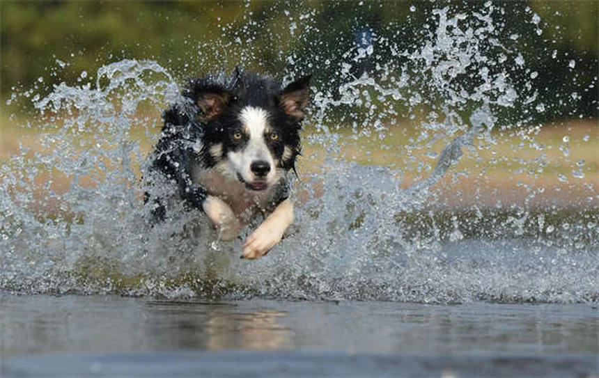 Premackの原理で愛犬のしつけが劇的に変わる！プロが教える3つの実践テク