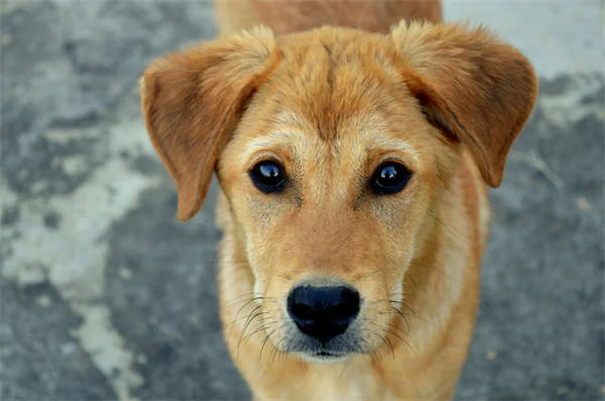 犬の下痢にイモジウムを使う前に知っておきたい5つのこと