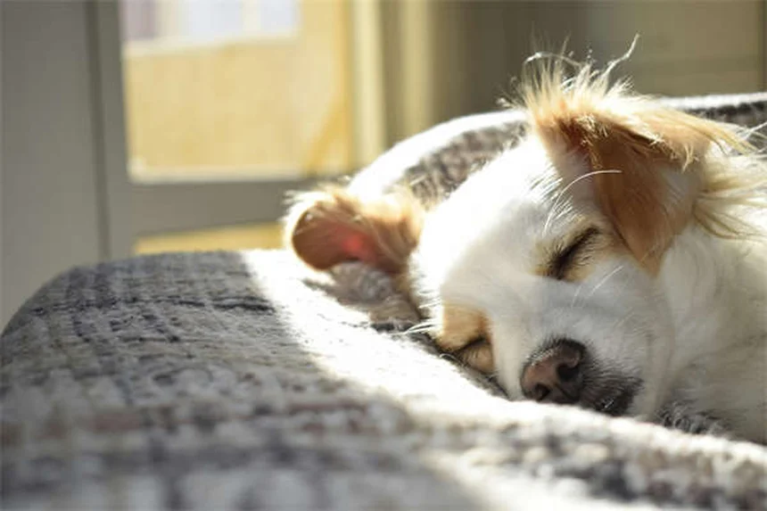 真っ白な犬の人気15選！性格や特徴からぴったりの子を見つけよう