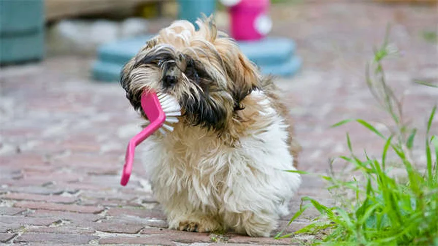 ウサギの中耳炎・内耳炎の症状と治療法【完全ガイド】