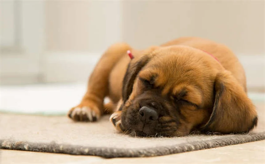 犬の歯茎の色と状態で健康チェック！危険サインを見逃さない方法