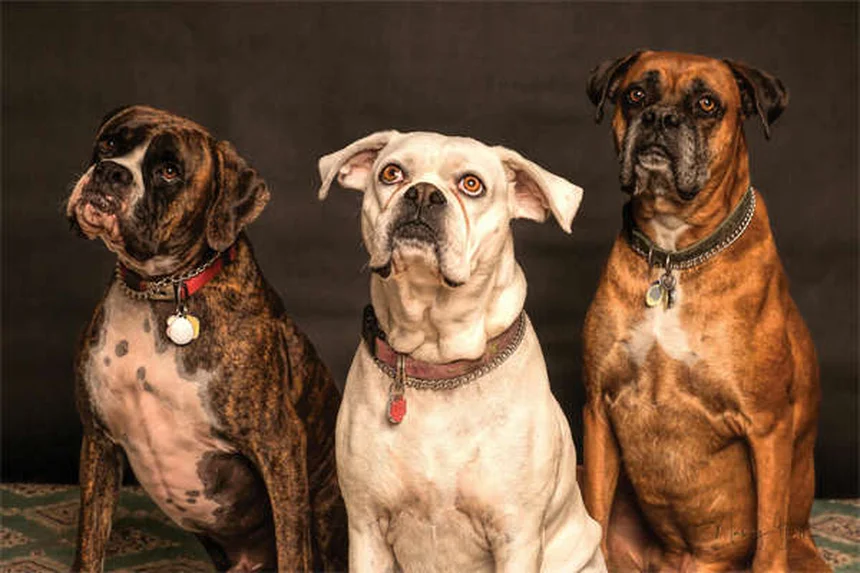 子犬の下痢の原因と対処法｜獣医師が教える緊急判断基準