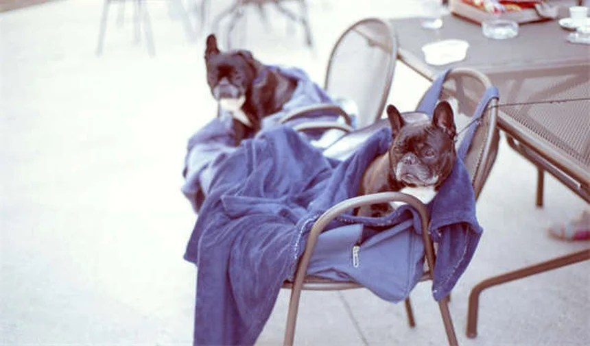 犬の公園マナー完全ガイド：愛犬と楽しく過ごす5つのポイント