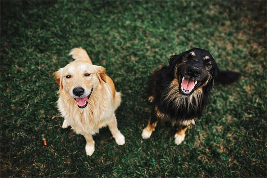 賢い犬の見分け方7選！愛犬の知能レベルをチェックする方法
